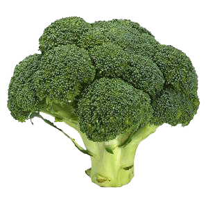 Broccoli (Brassica oleracea var. italica)