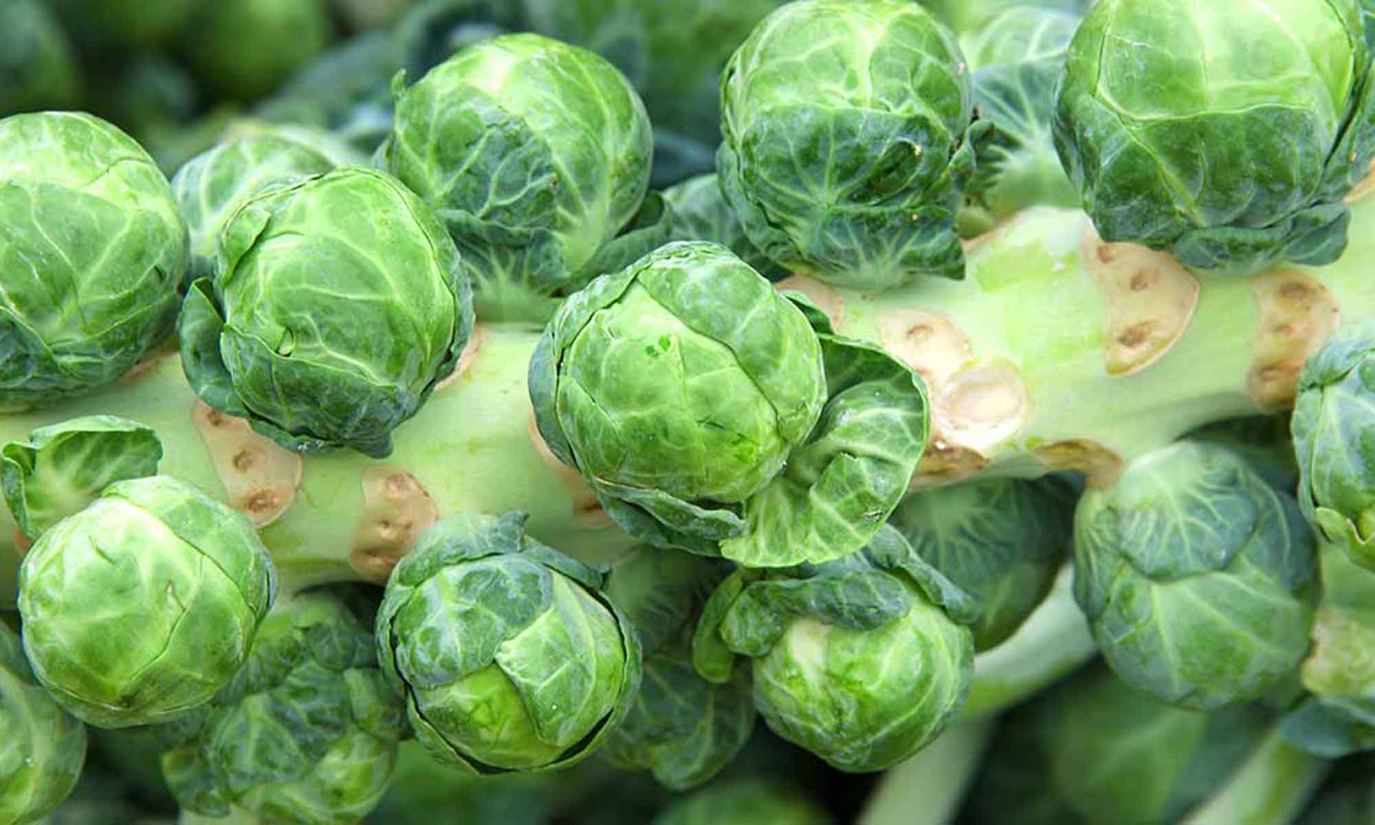 Brussels sprouts – the farty one!