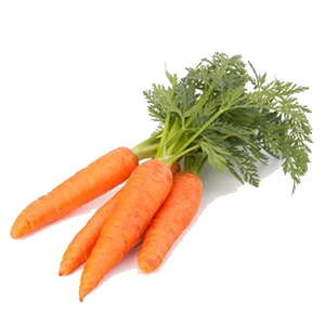 Carrot (Daucus carota subsp. sativus)