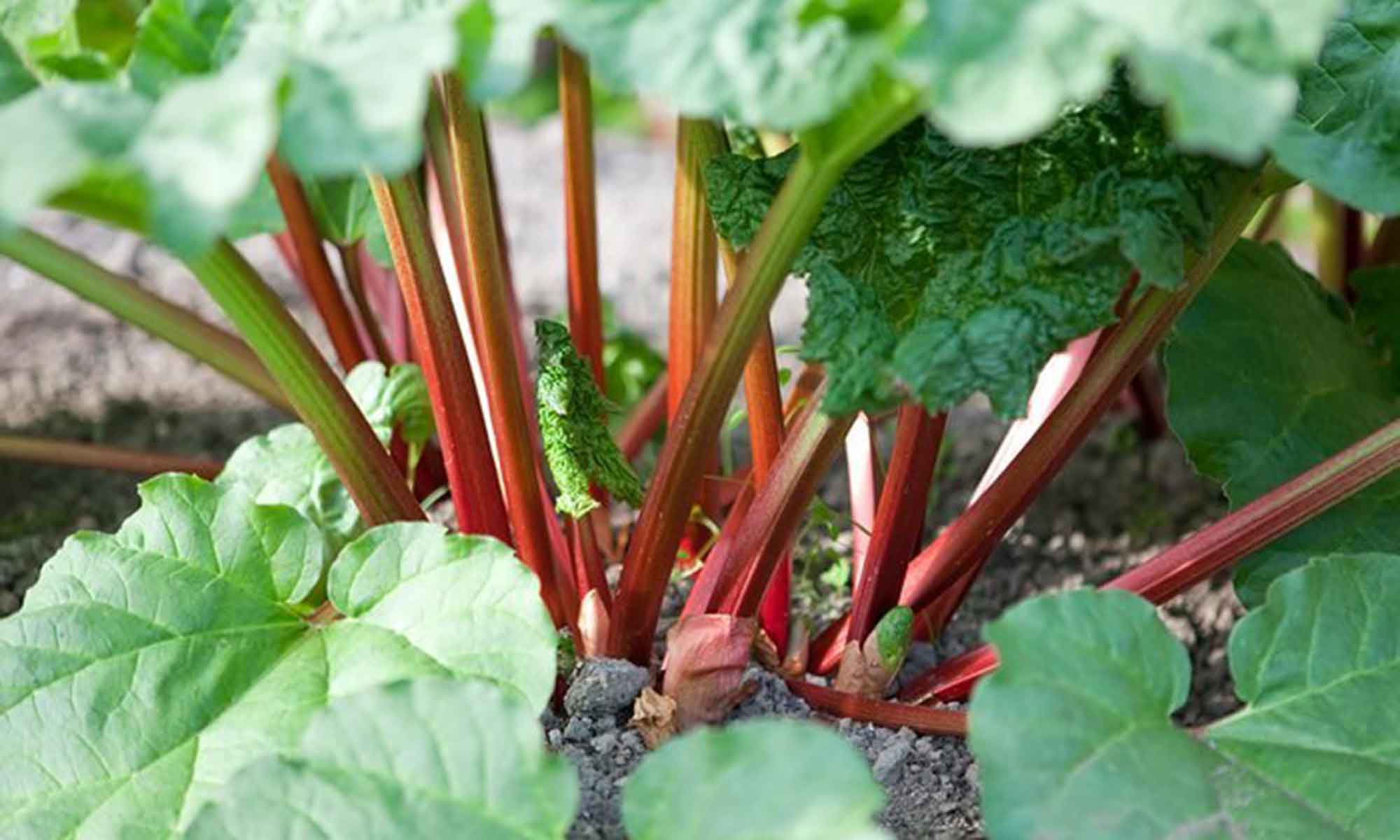 Rhubarb – keeps you regular!