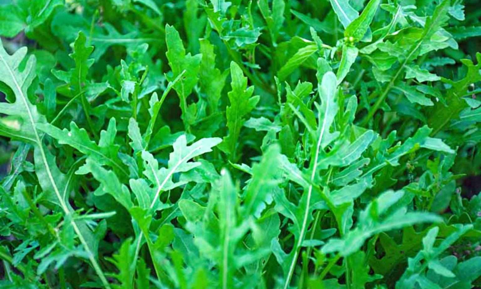 Arugula aka Rocket | Veg2Table