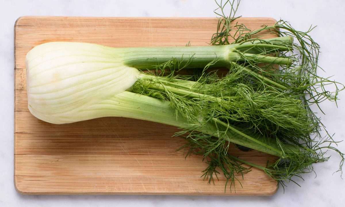 Fennel