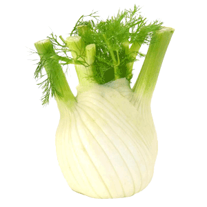 Fennel
