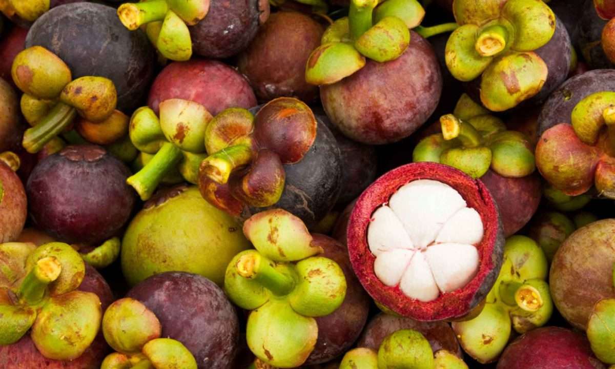 Mangosteen (Manggis) Veg2Table is a